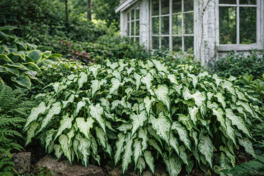 White Pearl Caladium (2 Bulbs) |Blue Buddha Farm