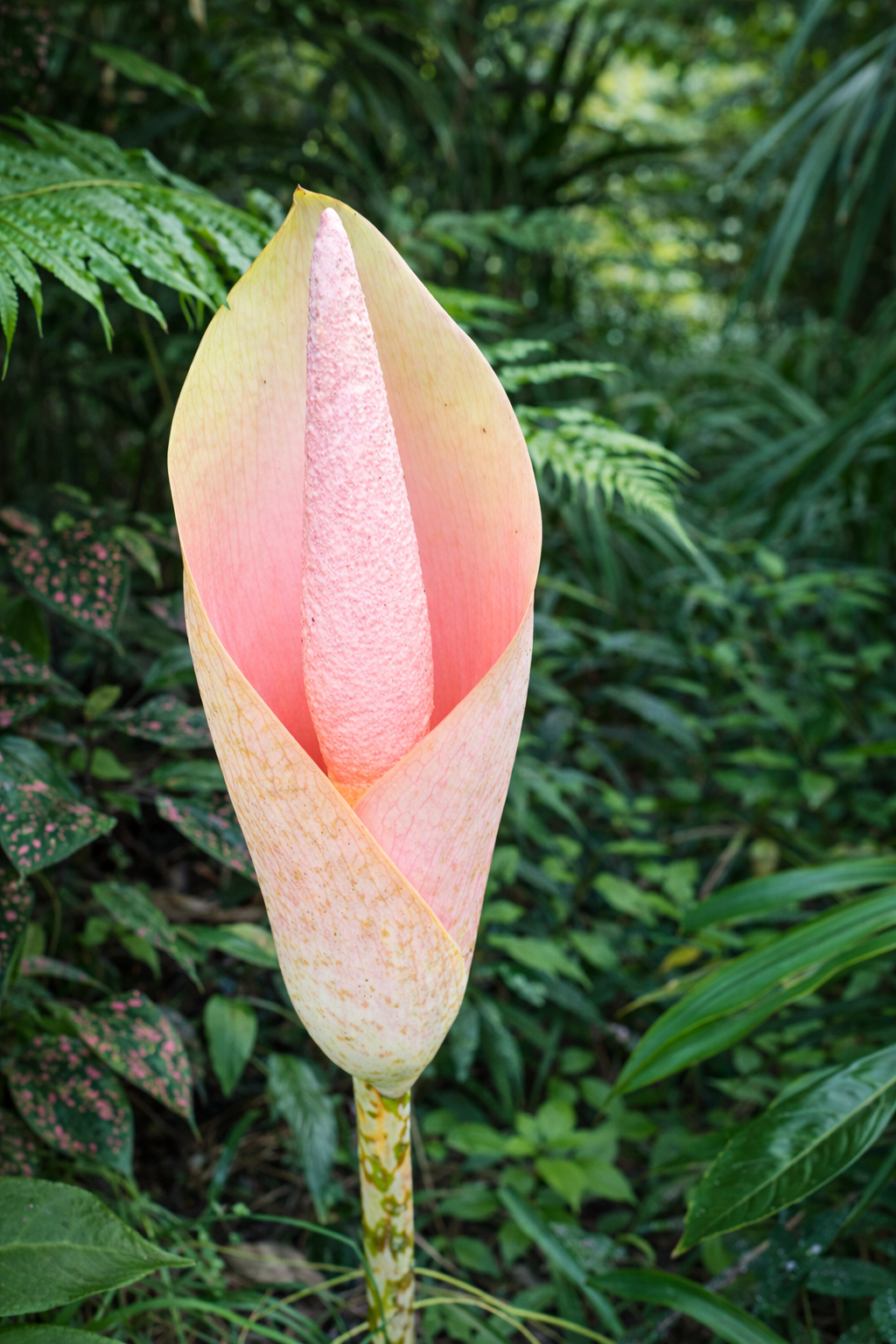 Pink Voodoo Lily | Amorphophallus bulbifer | Pink | Zone 3-9