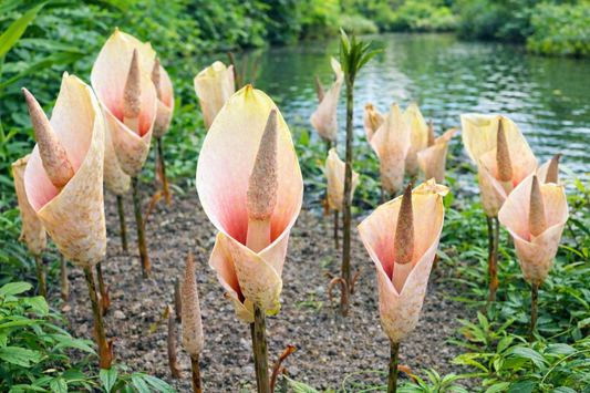 Pink Voodoo Lily Bulb | Tropical Pink Mystery | Blue Buddha Farm