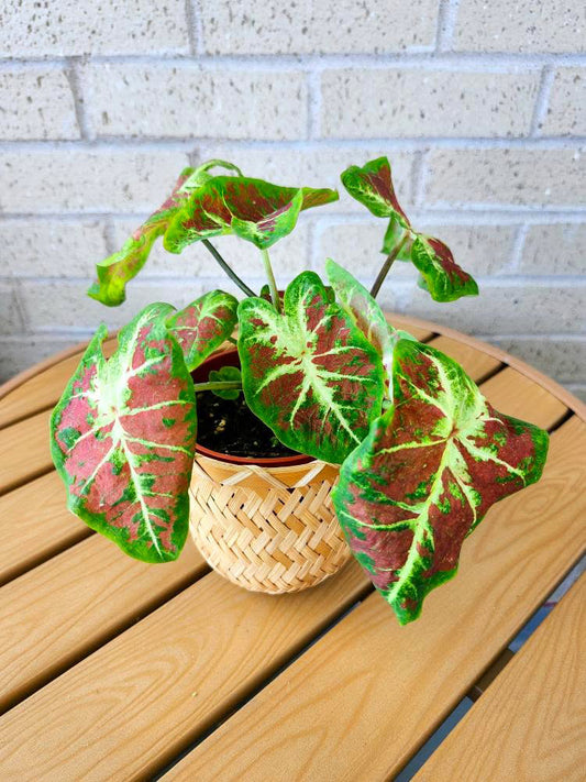 'Mesmerized' Caladium – Radiant Reddish Orange Spectacle (2 Bulbs)