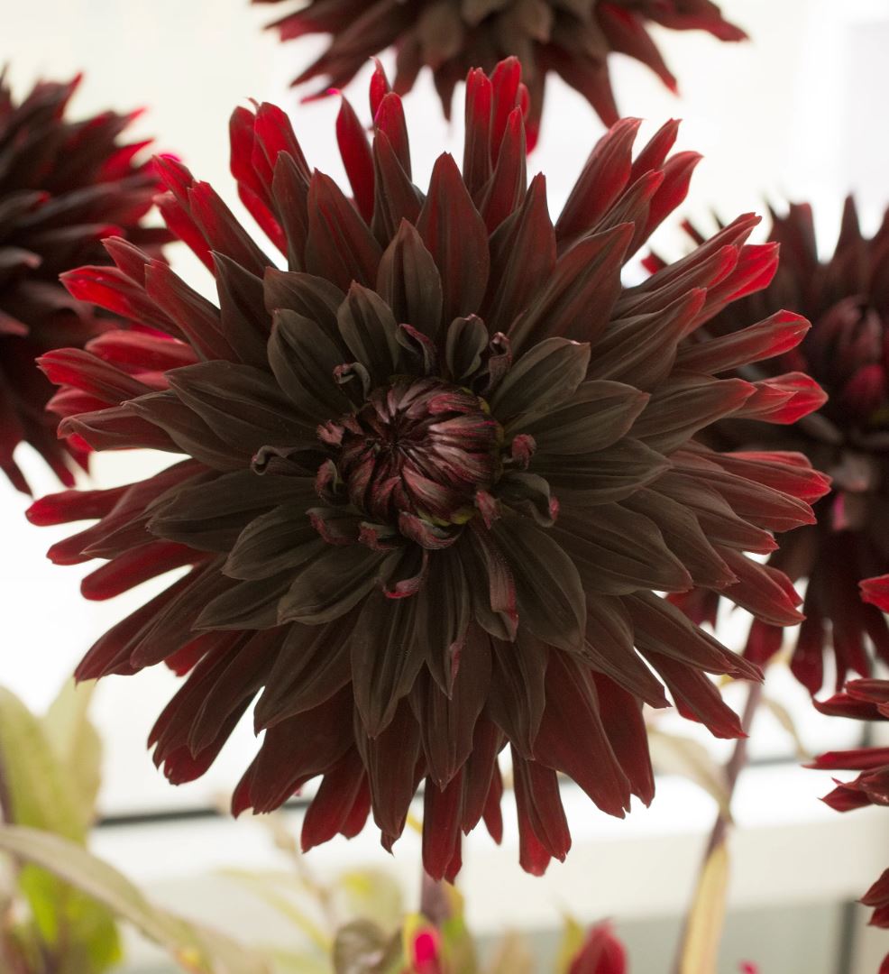 Black Jack Cactus Dahlia - Blue Buddha Farm