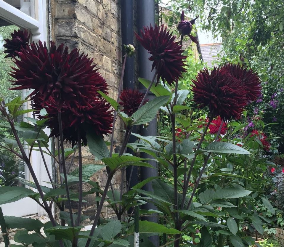 Black Jack Cactus Dahlia - Blue Buddha Farm