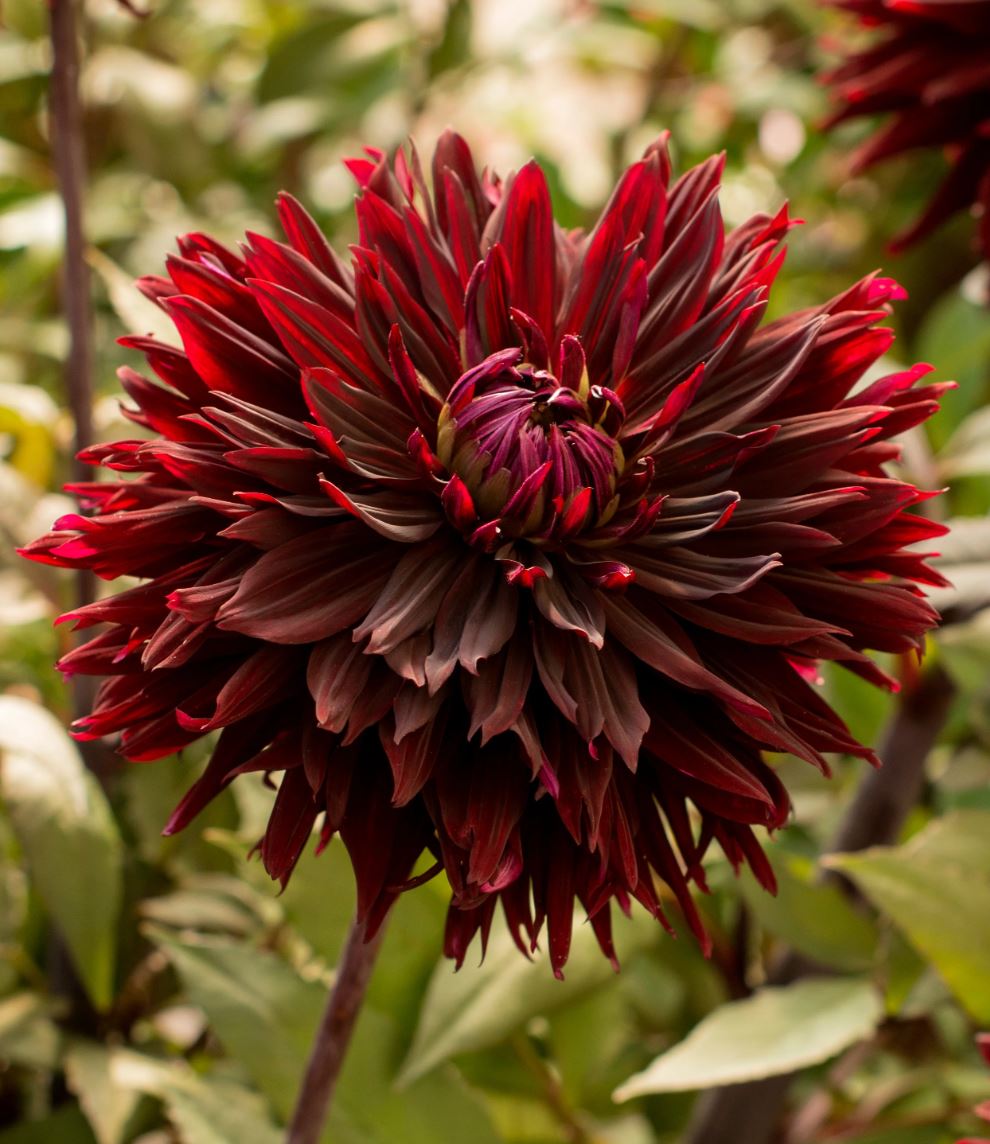 Black Jack Cactus Dahlia - Blue Buddha Farm