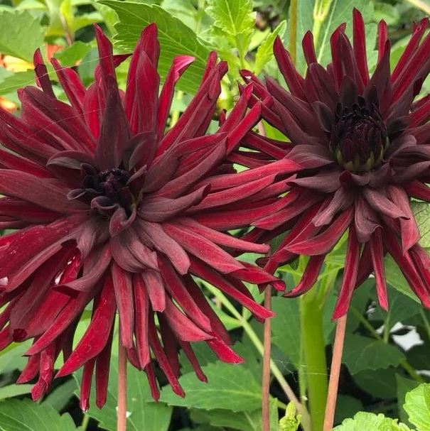 Black Narcissus Cactus Dahlia - Blue Buddha Farm