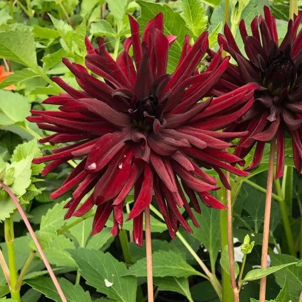 Black Narcissus Cactus Dahlia - Blue Buddha Farm
