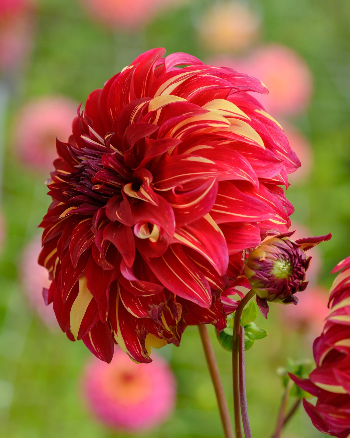 Bohemian Spartacus Dinnerplate Dahlia in bloom showing it yellow tipped petals and bold red blooms