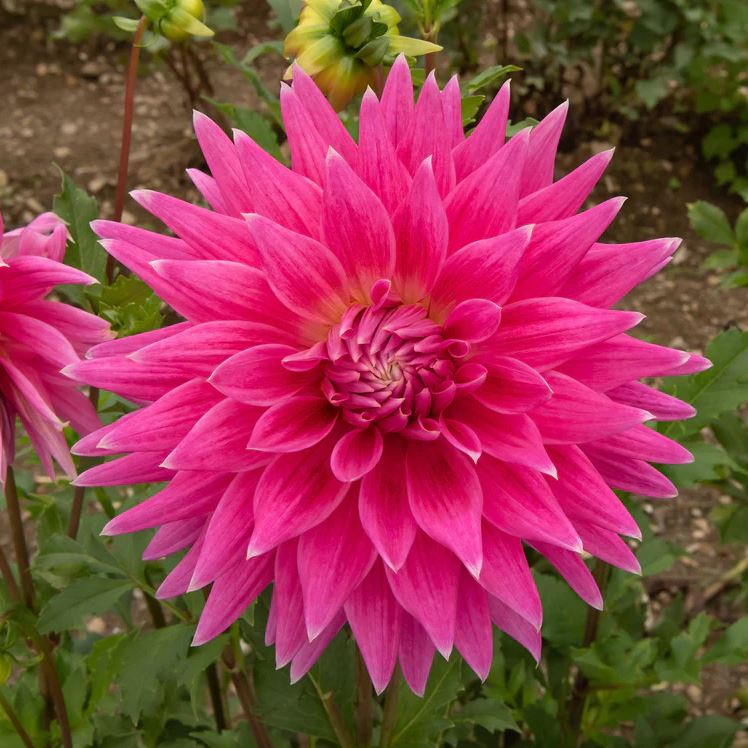 Cherry Cake Decorative Dahlia - Blue Buddha Farm