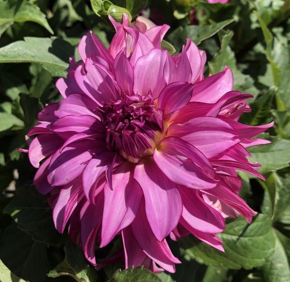 Drama Queen Decorative Dahlia - Blue Buddha Farm