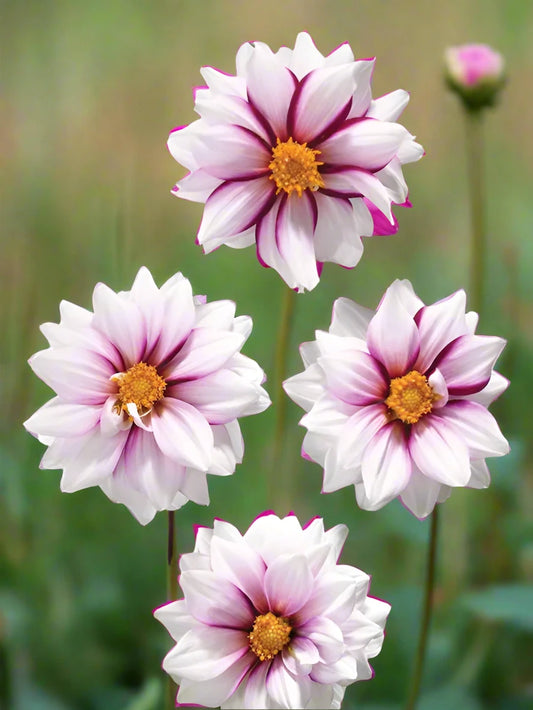 “Edge of Joy Dahlia basking in the sun, showcasing white petals edged with vibrant violet — grown at Blue Buddha Farm.”