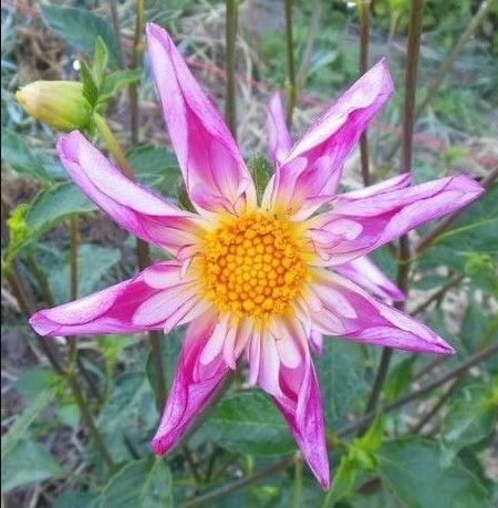 Fancy Pants Orchid Dahlia - Blue Buddha Farm