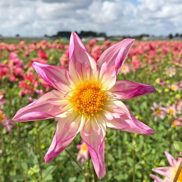 Fancy Pants Orchid Dahlia - Blue Buddha Farm