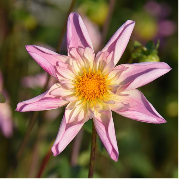 Fancy Pants Orchid Dahlia - Blue Buddha Farm