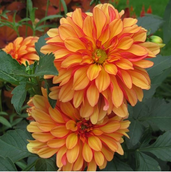 Gallery Cobra Decorative Dahlia - Blue Buddha Farm