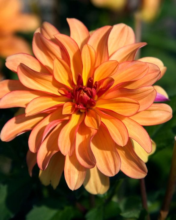 Gallery Cobra Decorative Dahlia - Blue Buddha Farm