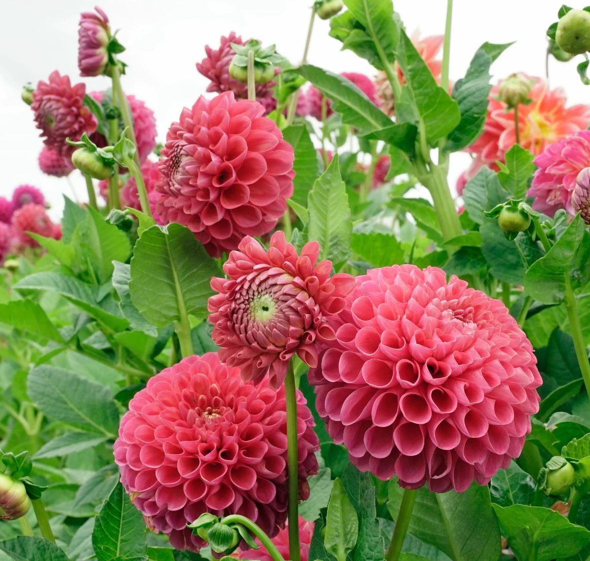 Jowey Frambo Ball Dahlia - Blue Buddha Farm