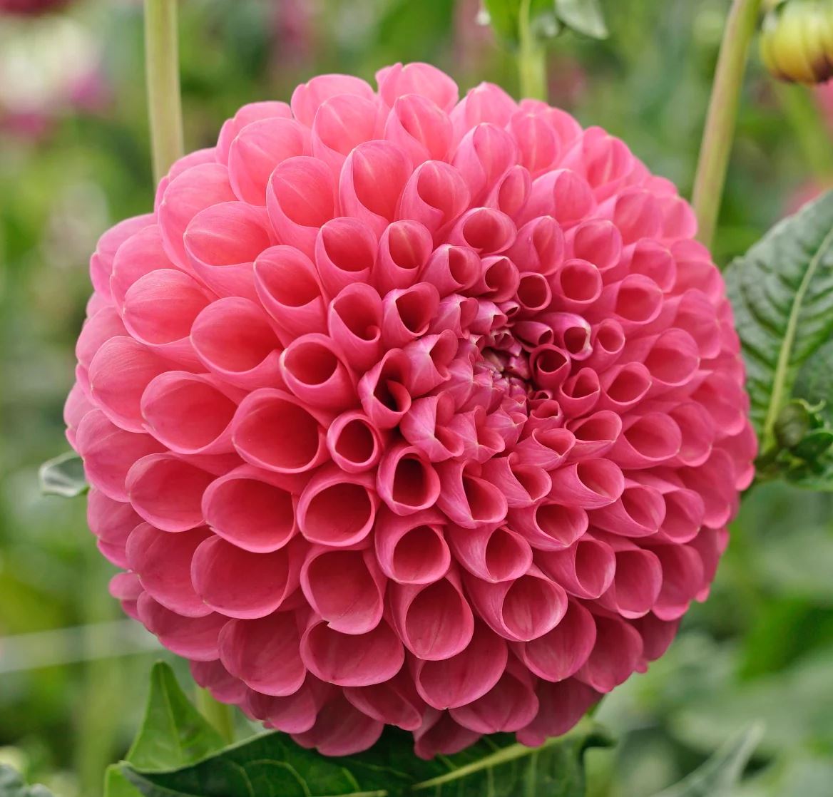 Jowey Frambo Ball Dahlia - Blue Buddha Farm