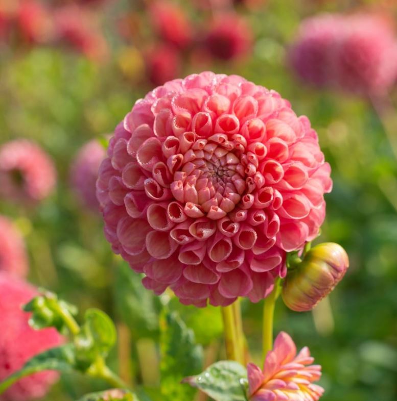 Jowey Frambo Ball Dahlia - Blue Buddha Farm