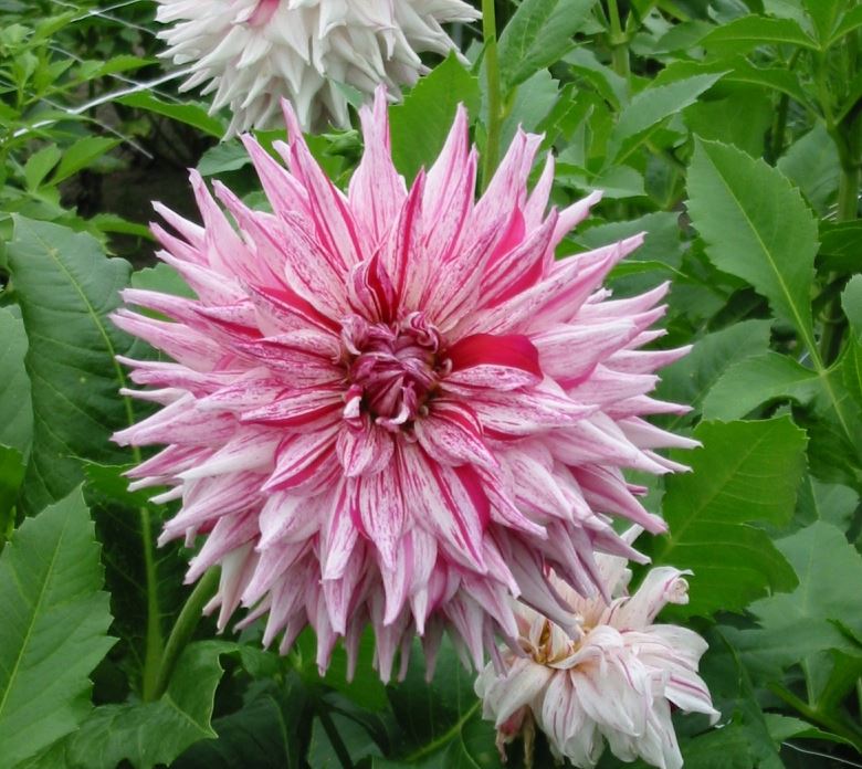 Micks Peppermint Cactus Dahlia - Blue Buddha Farm