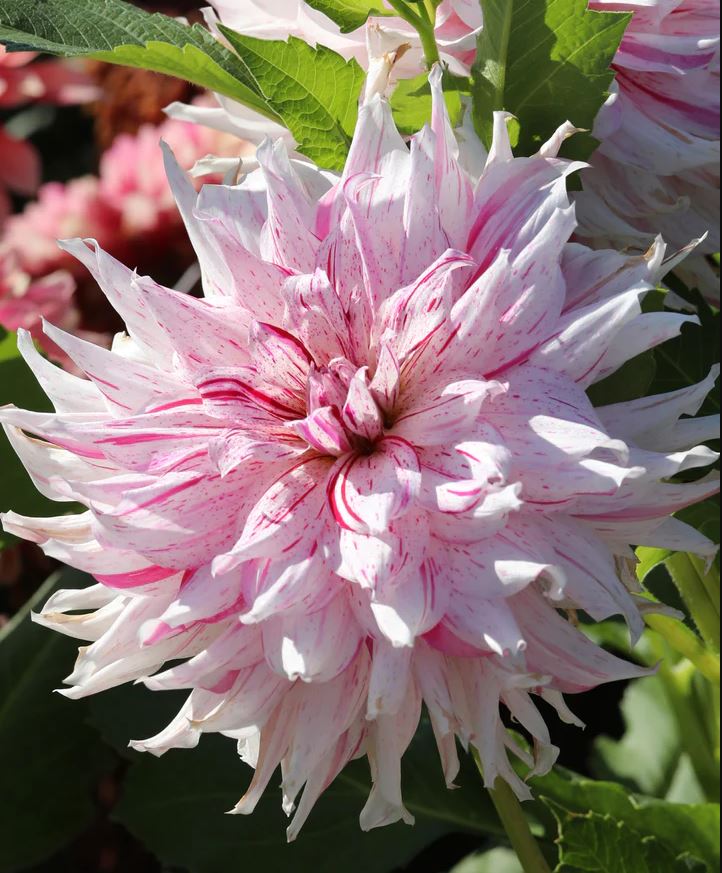 Micks Peppermint Cactus Dahlia - Blue Buddha Farm