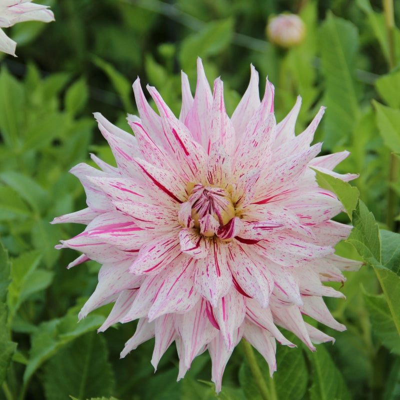 Micks Peppermint Cactus Dahlia - Blue Buddha Farm