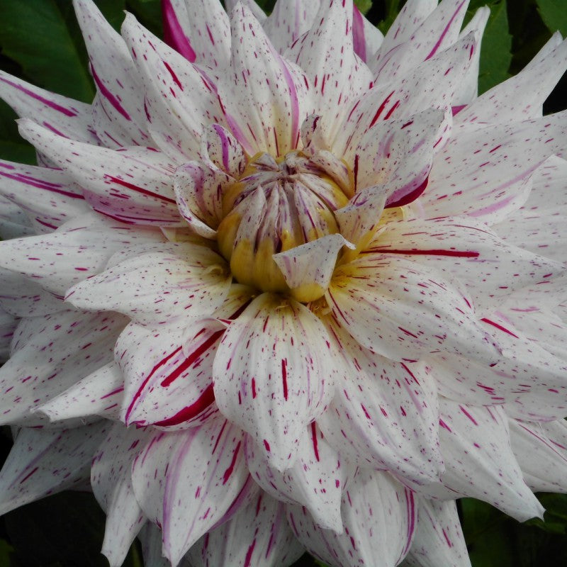 Micks Peppermint Cactus Dahlia - Blue Buddha Farm