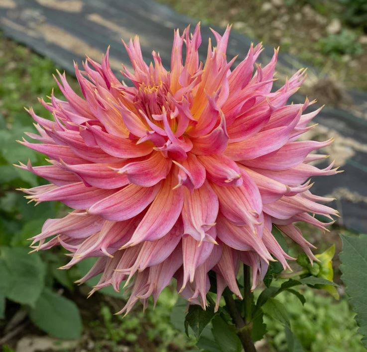 Omega Decorative Dahlia - Blue Buddha Farm