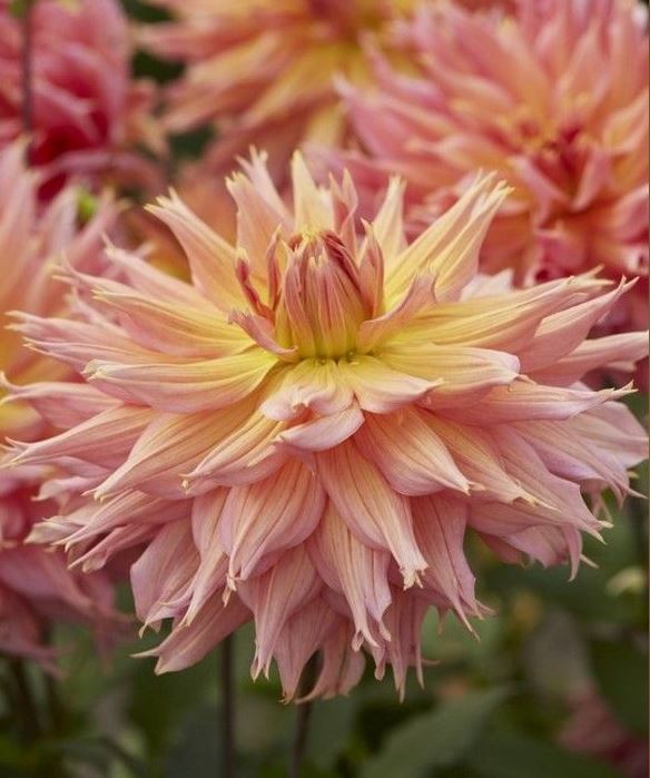 Omega Decorative Dahlia - Blue Buddha Farm