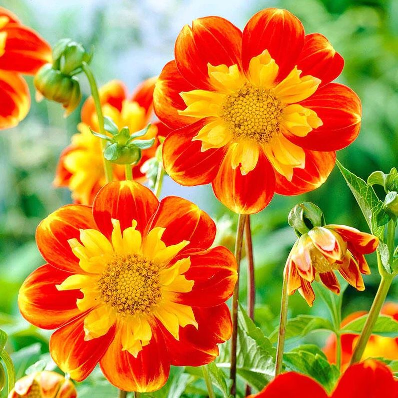 “Cluster of cheerful Pooh Swan Island Dahlias with golden yellow and red blooms standing tall among green foliage in the garden — Blue Buddha Farm.”