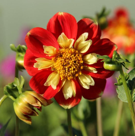 “Vibrant Pooh Swan Island Dahlia with cheerful red and golden yellow petals, captured up close among lush green garden foliage — Blue Buddha Farm.”
