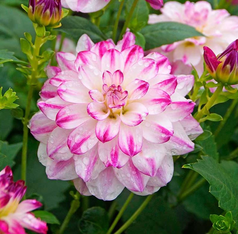 Saint Martin Decorative Dahlia - Blue Buddha Farm