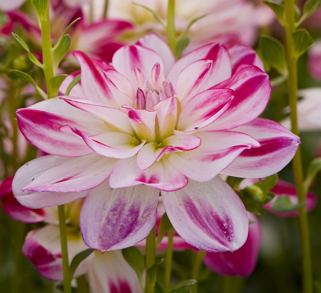 Saint Martin Decorative Dahlia - Blue Buddha Farm