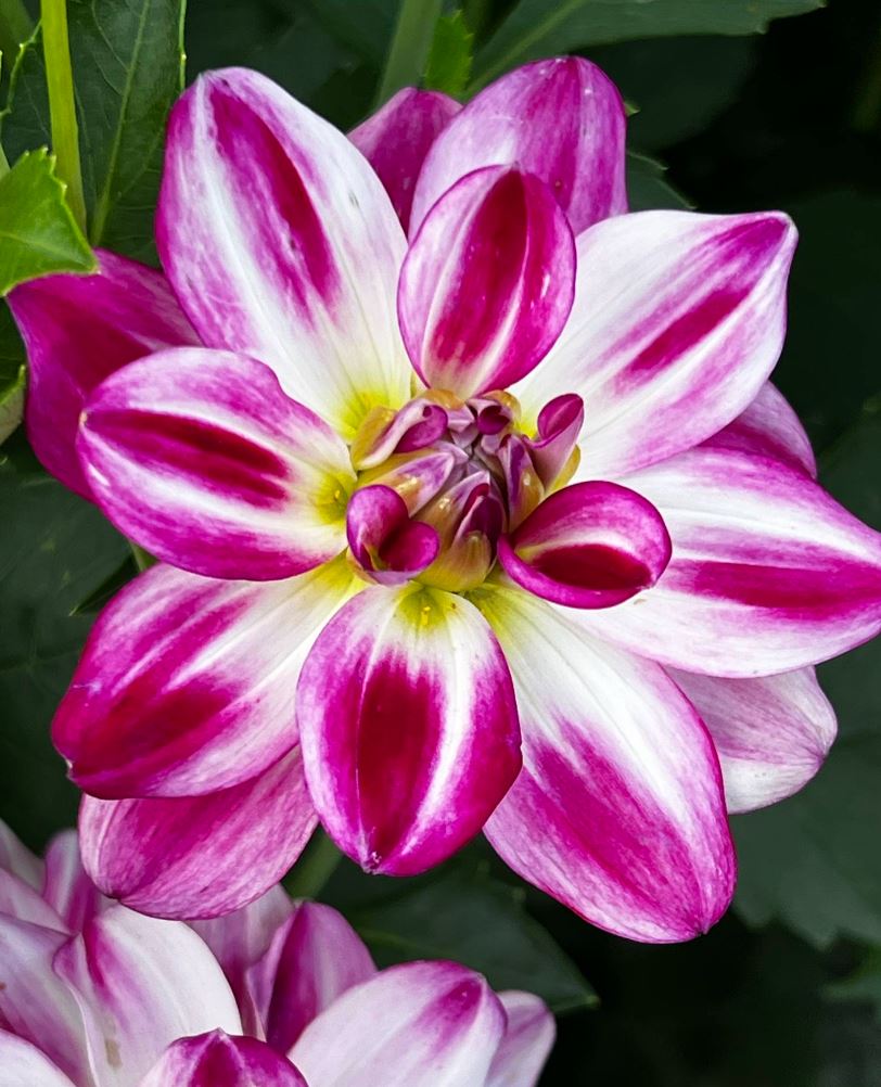 Saint Martin Decorative Dahlia - Blue Buddha Farm