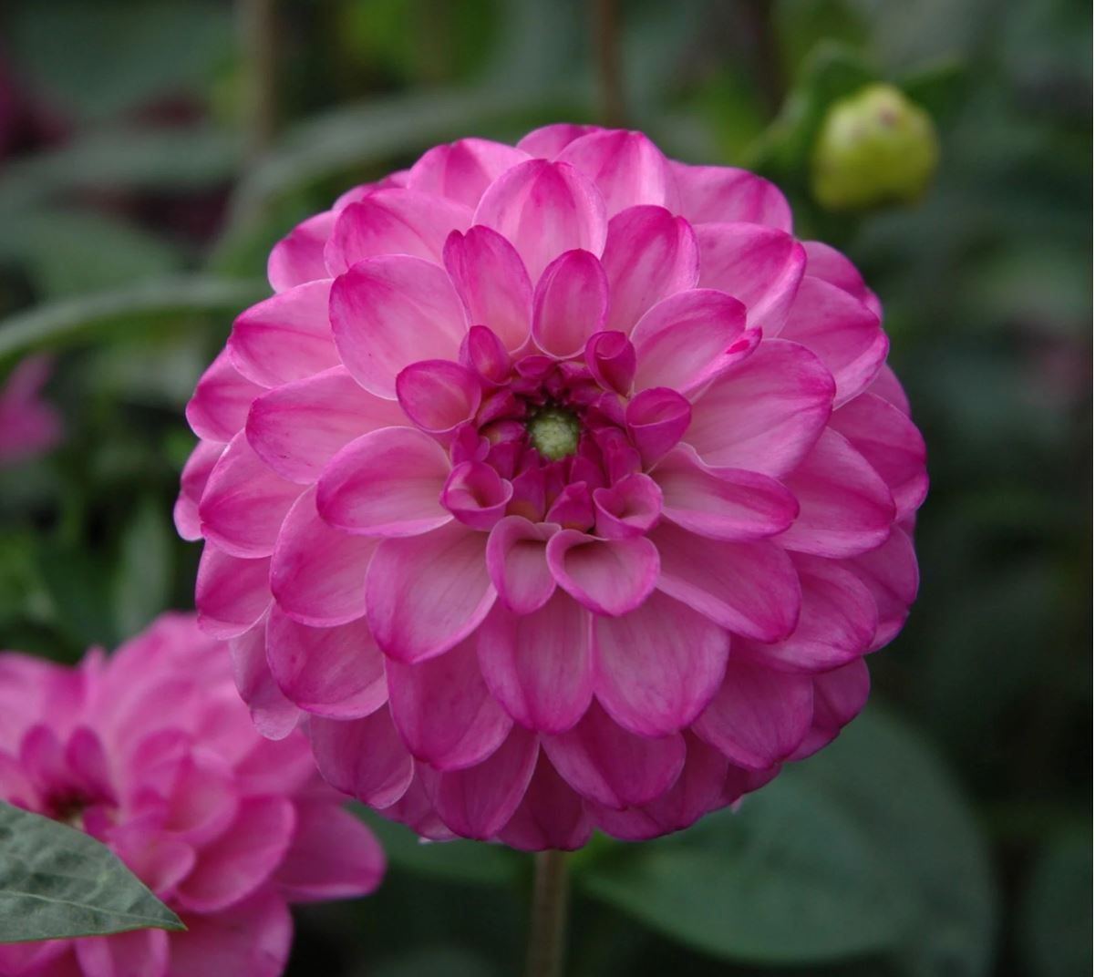 Salvation Ball Dahlia - Blue Buddha Farm