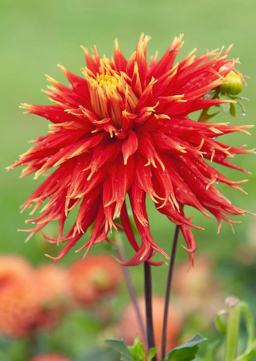 Show n' Tell Decorative Dahlia - Blue Buddha Farm