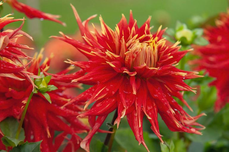 Show n' Tell Decorative Dahlia - Blue Buddha Farm