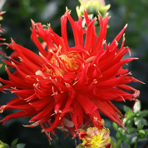 Show n' Tell Decorative Dahlia - Blue Buddha Farm