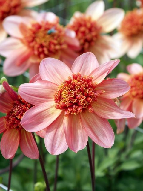 Totally Tangerine Dahlia with frilly orange pincushion center and outer petals in soft pink, yellow, and apricot hues.