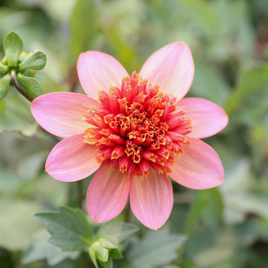 Totally Tangerine Dahlia in full bloom with multicolor petals and a bold orange center, ideal for garden borders or cut flowers.