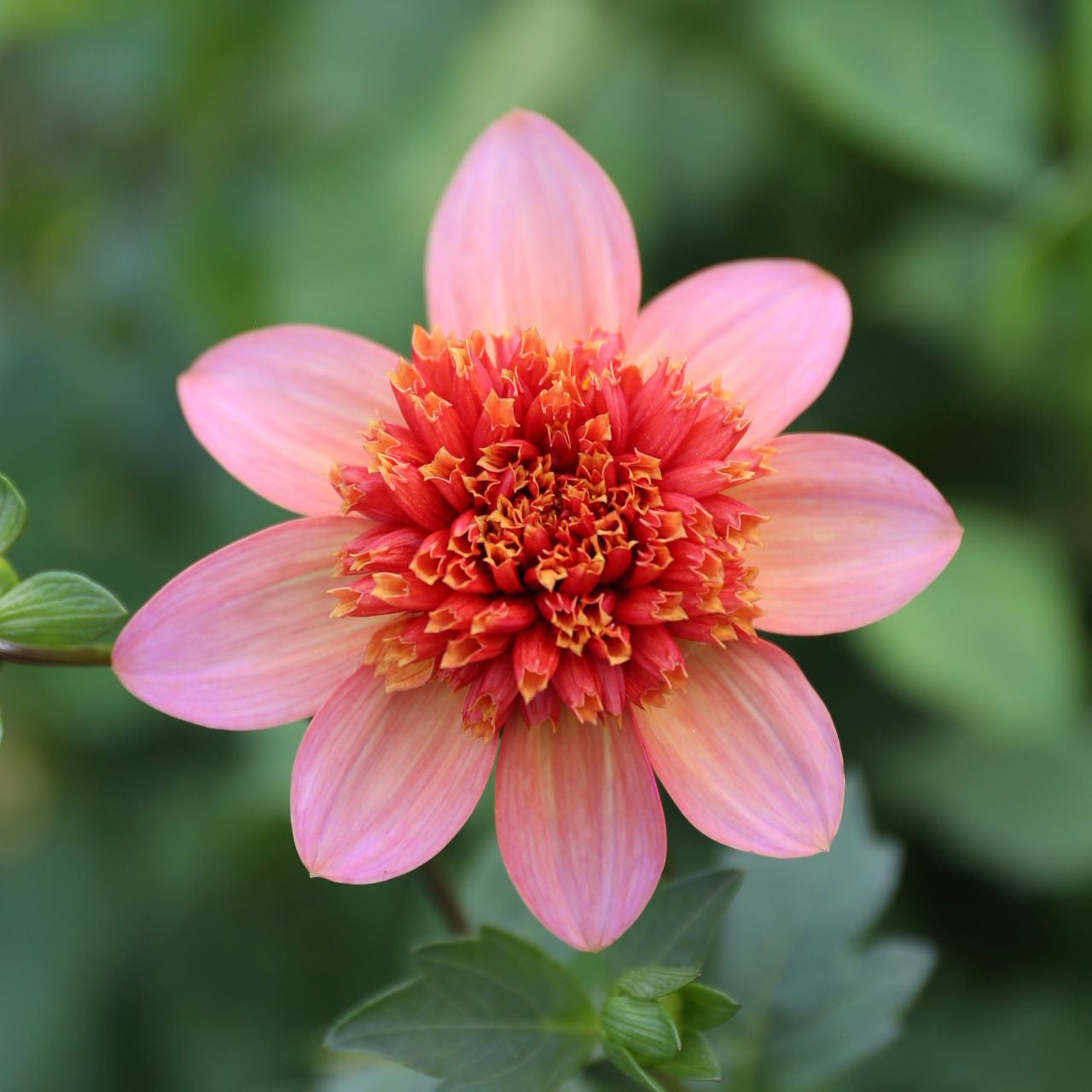 Totally Tangerine Anemone Dahlia - Blue Buddha Farm