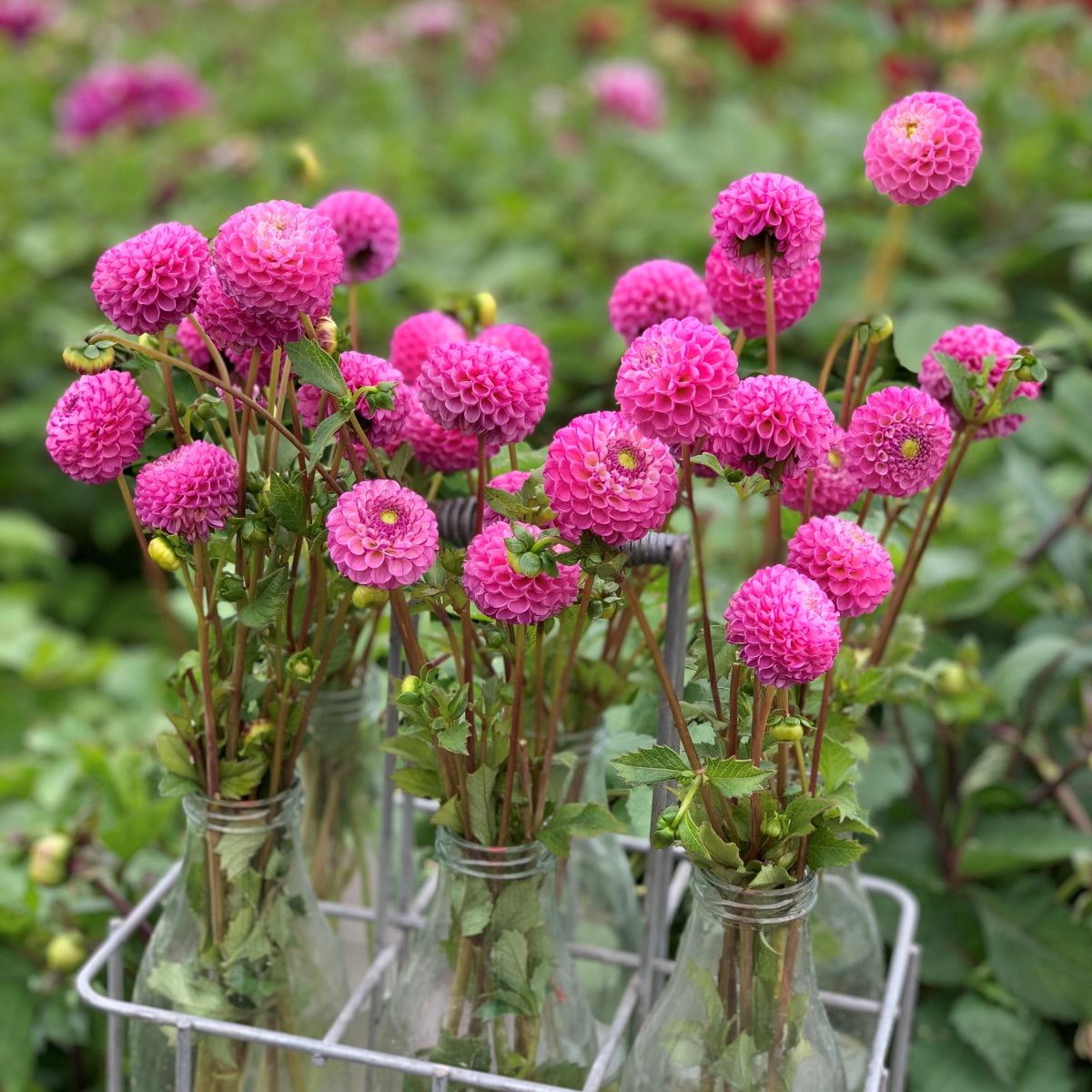 Zippity Do Da Decorative Dahlia - Blue Buddha Farm