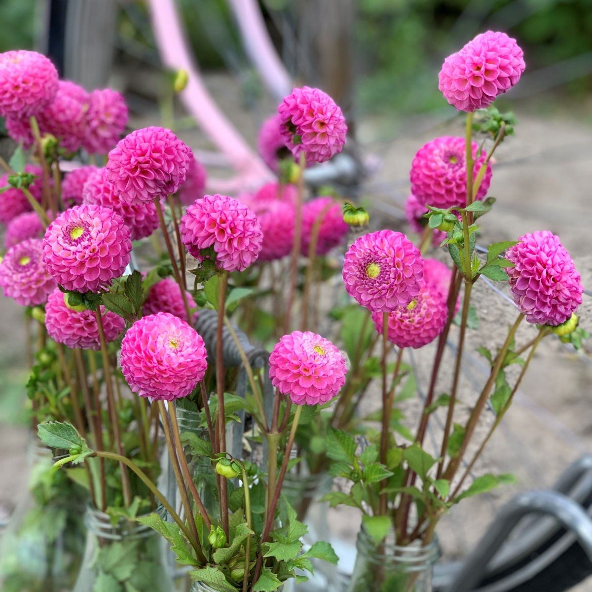 Zippity Do Da Decorative Dahlia - Blue Buddha Farm