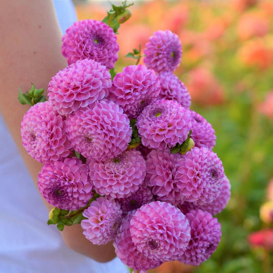 Zippity Do Da Decorative Dahlia - Blue Buddha Farm