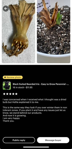 An iris bulb lying in dark, nutrient-rich soil, showcasing its rounded, textured surface in shades of brown. The bulb features small roots extending from its base, indicating its readiness for planting. Soft, diffused light highlights the bulb’s contours and the surrounding soil, evoking a sense of growth and potential in a natural garden environment.