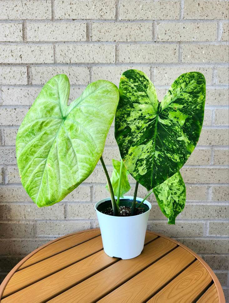 'Frog in a Blender' Caladium – Whirl of Whimsy (2 Bulbs)