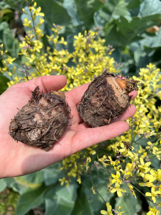 Early-stage Elephant Ear plant emerging from soil in pot, showing vibrant green growth and upright habit