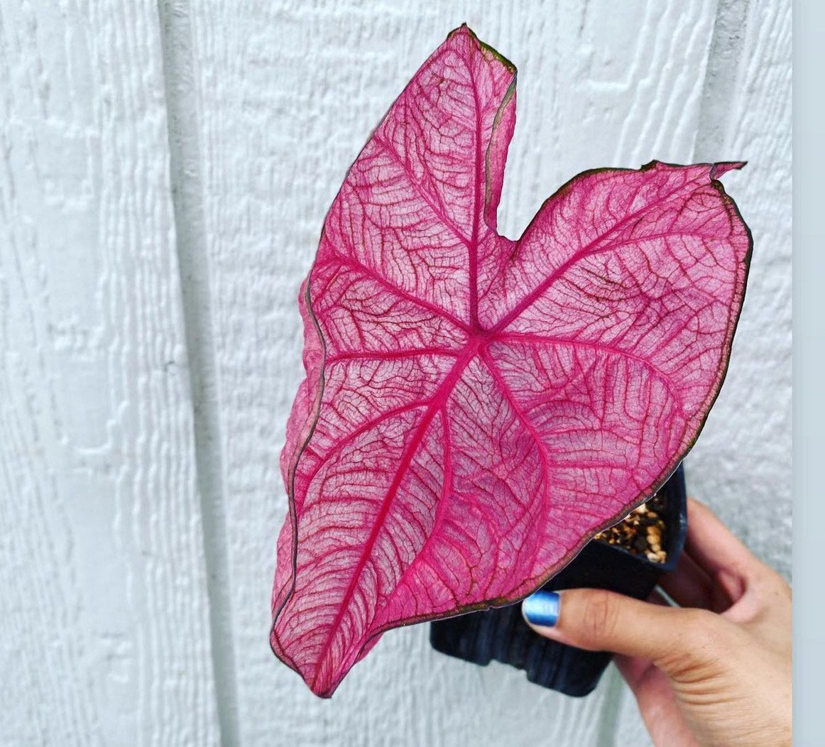 'Fannie Munson' Caladium – Lush Purplish Pink & Green Elegance(2 Bulbs) - Blue Buddha Farm