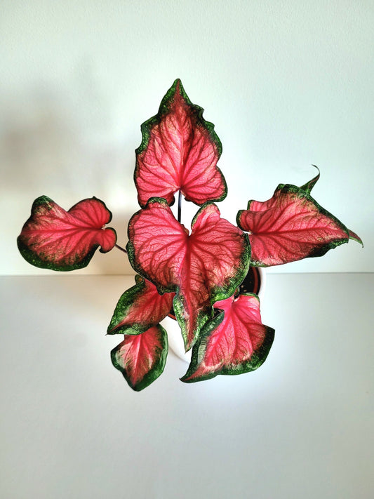 'Florida Sweetheart' Caladium – Sparkling Pink and Red Charm (2 Bulbs) - Blue Buddha Farm