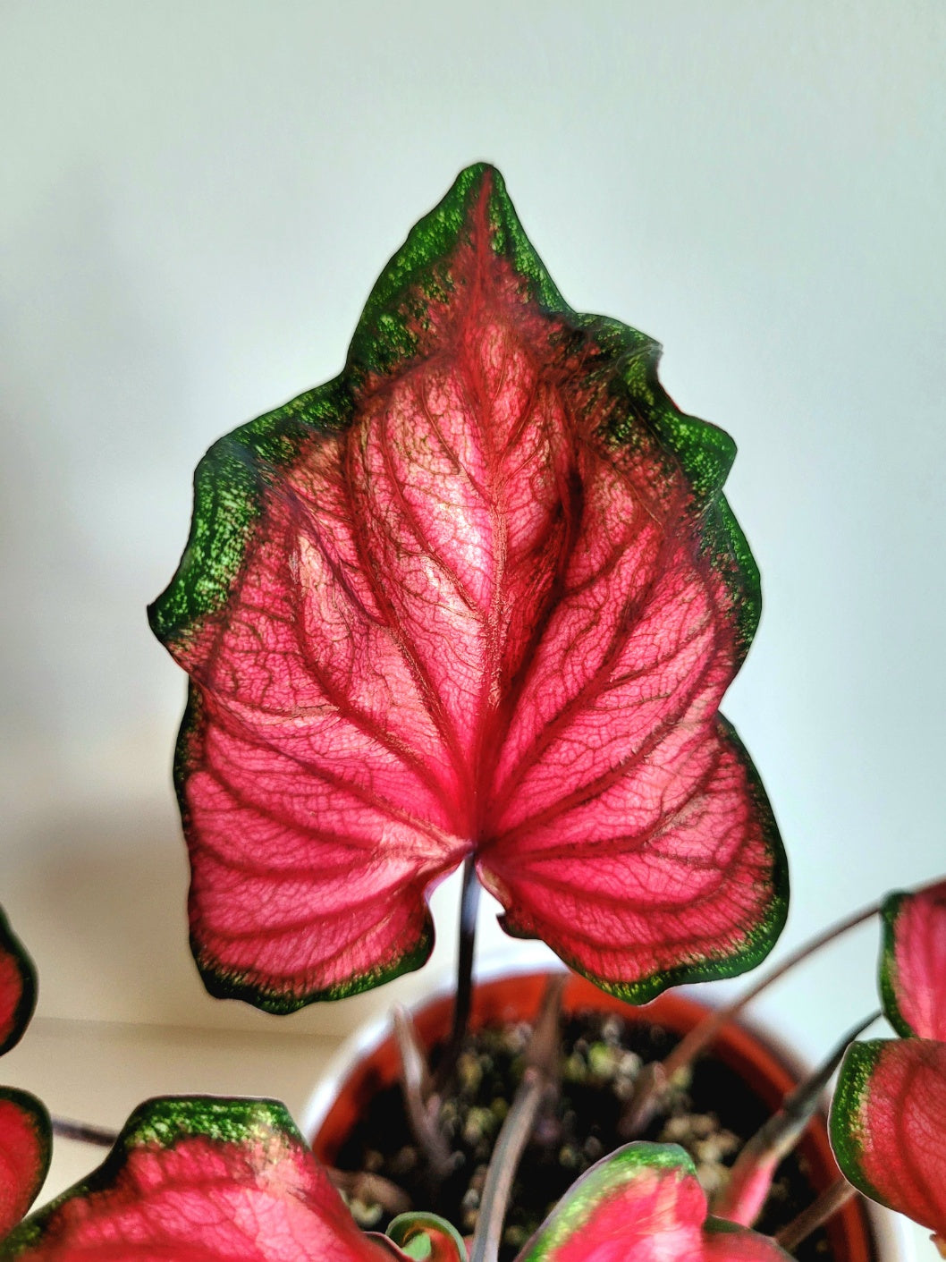 'Florida Sweetheart' Caladium – Sparkling Pink and Red Charm (2 Bulbs) - Blue Buddha Farm
