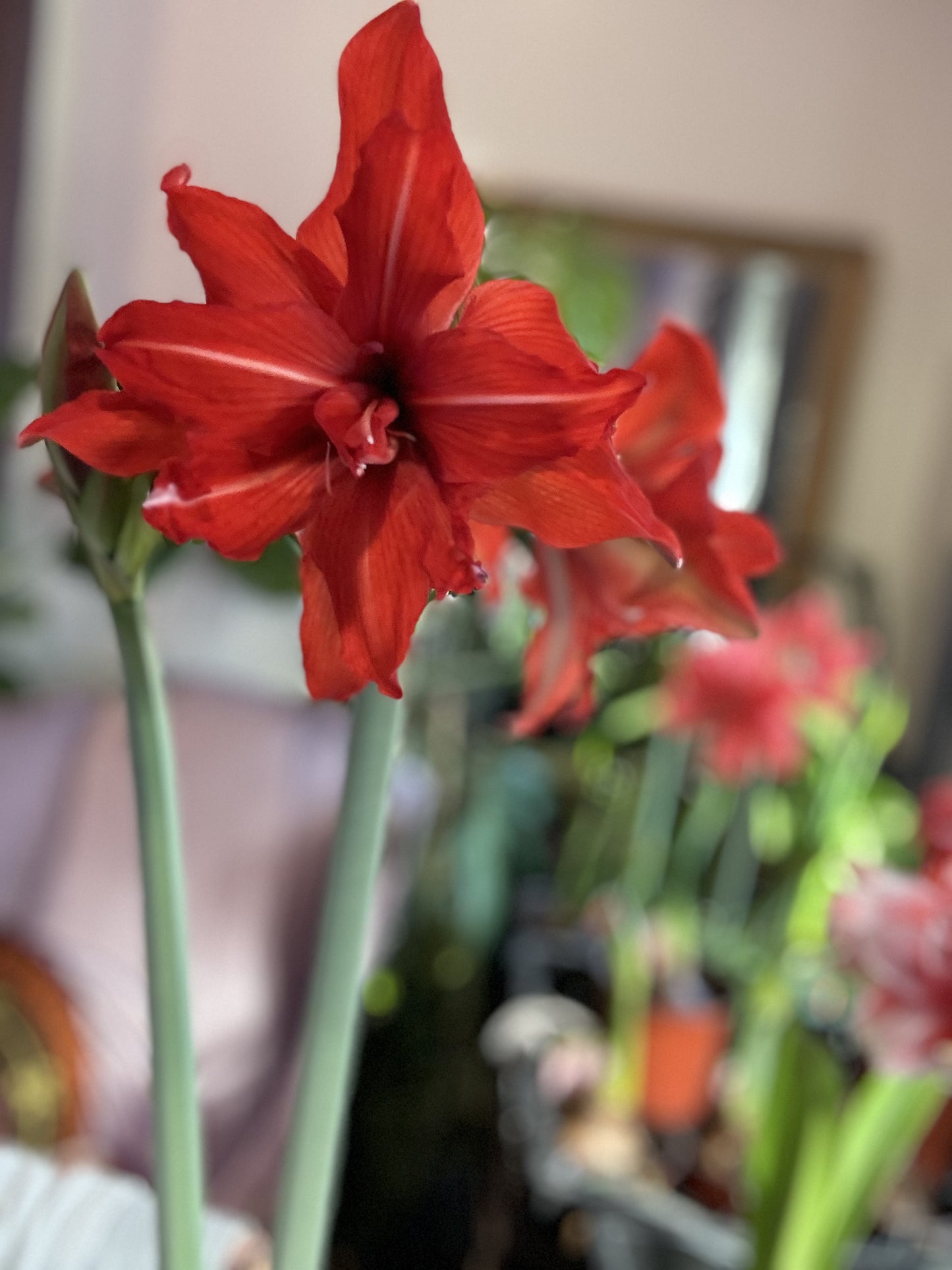 A captivating image of multiple Fanfare Amaryllis blooms from Blue Buddha Farm, arranged together to form a breathtaking centerpiece that embodies the essence of spring.