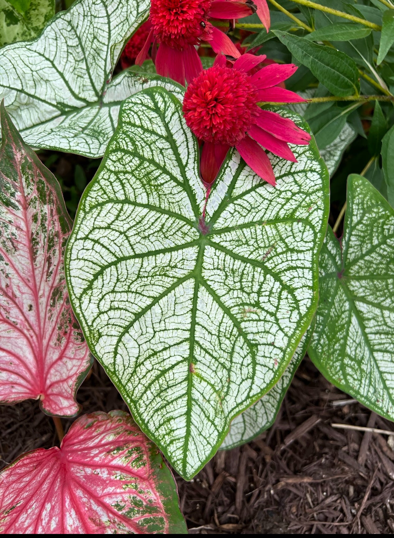 'Candidum' Caladium – Classic White Elegance (2 Bulbs) - Blue Buddha Farm